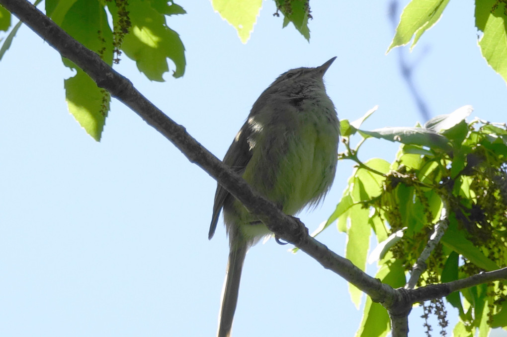 鳴き声と姿#ウグイス#