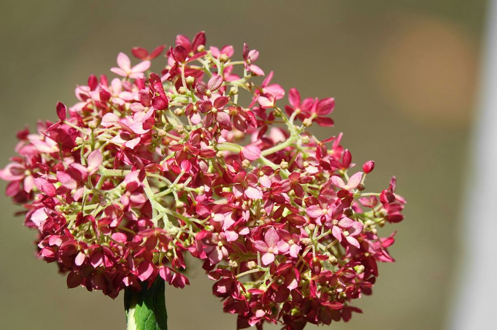 紫陽花