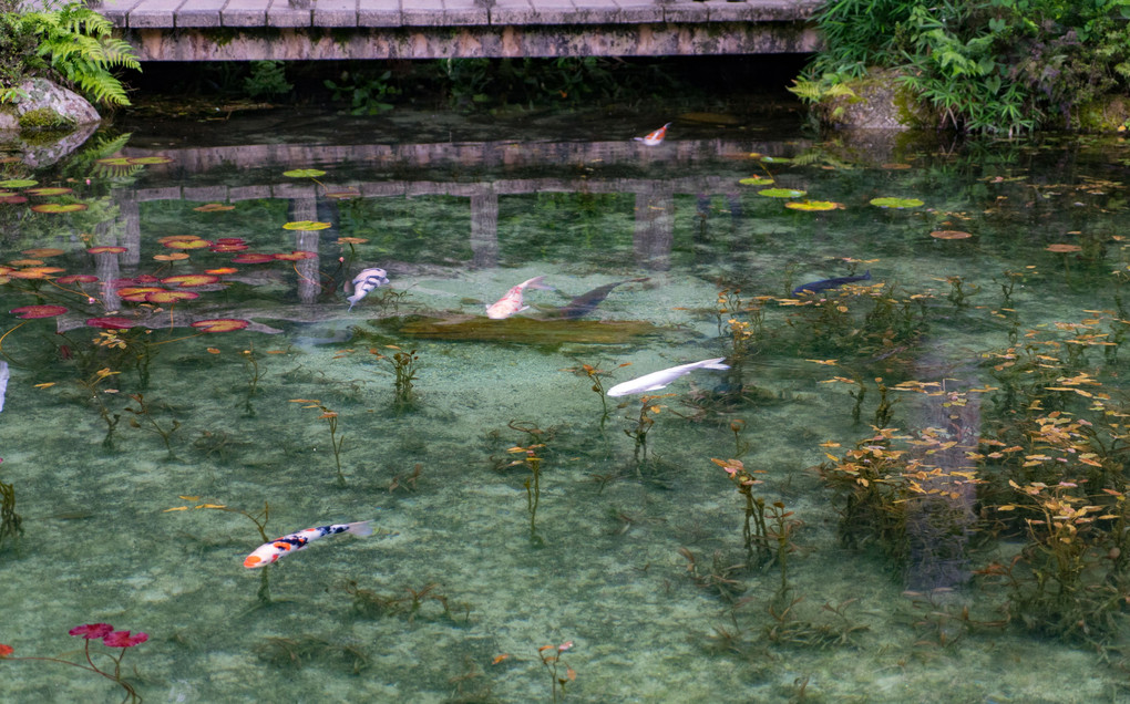 根道神社の、モネの池！紫陽花！