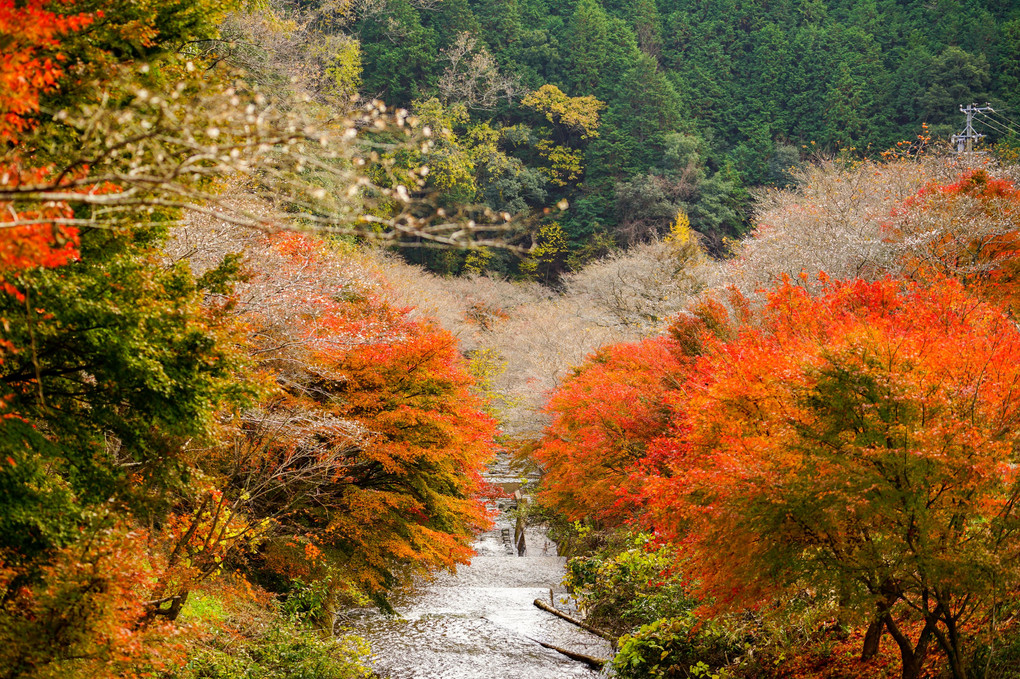 四季桜と紅葉