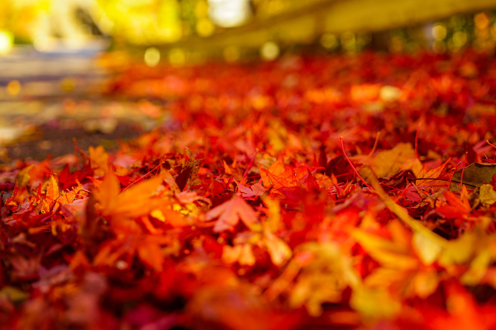 四季桜と紅葉