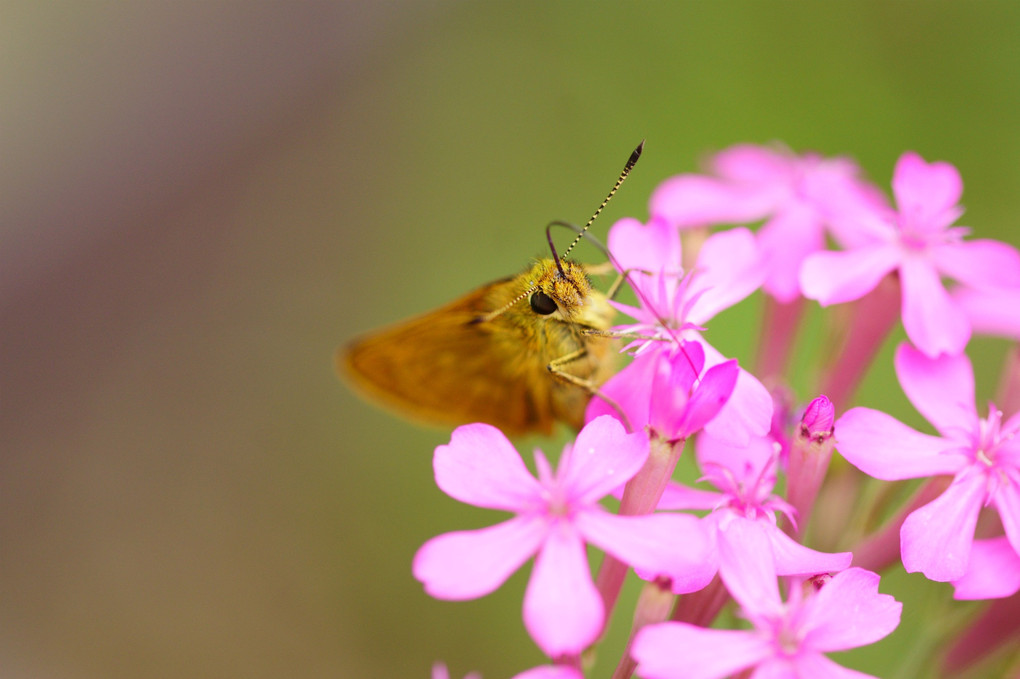 たまたま食事に立ち寄った花の名が…　