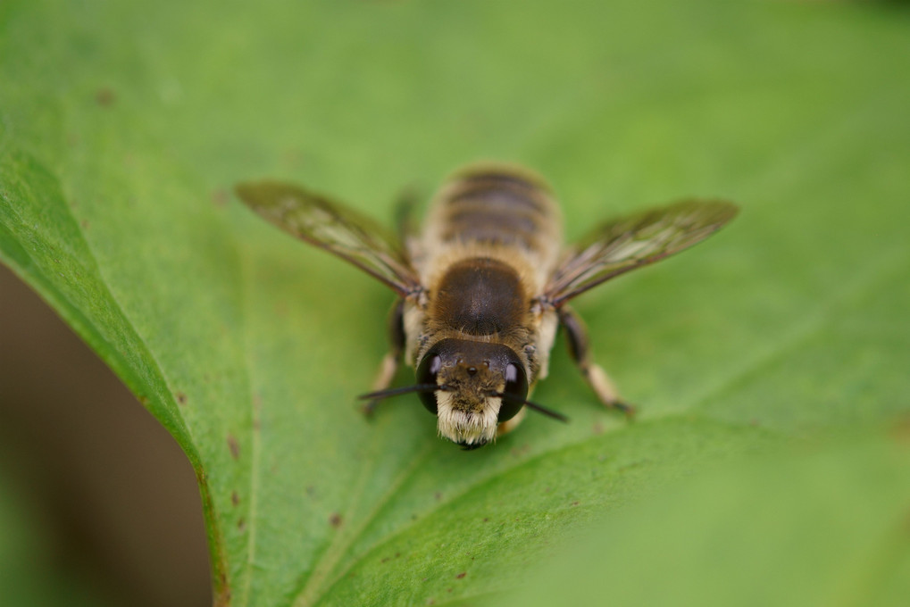 謎のハチはムナカタハキリバチ♂と判明