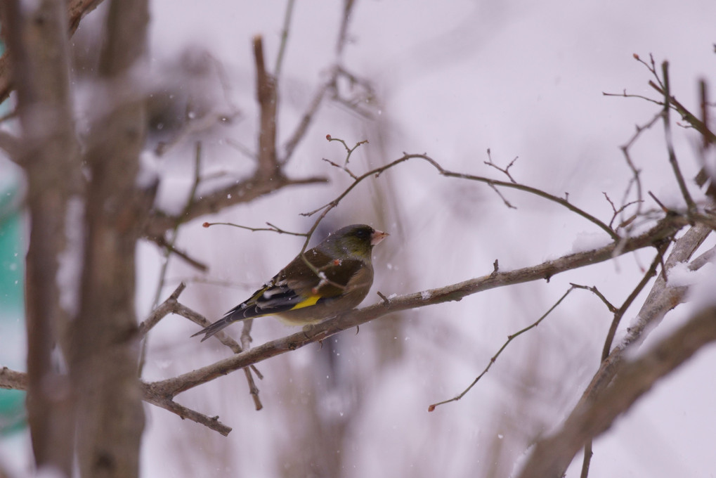 雪中鳥