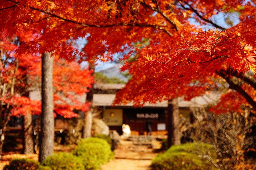 八ヶ岳と紅葉とそば屋！