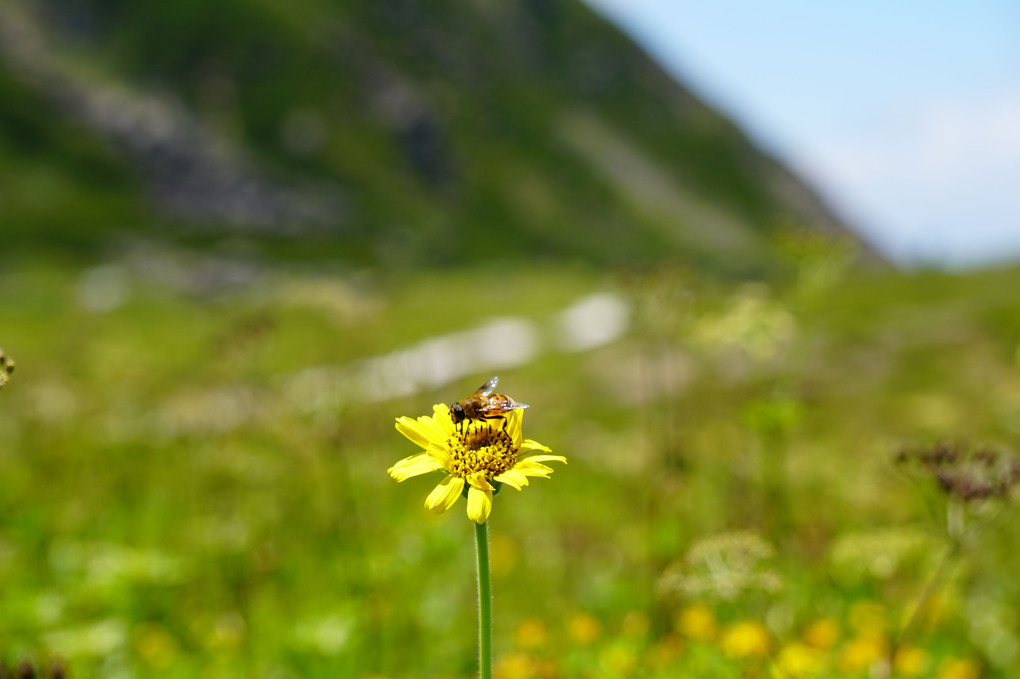 乗鞍の花たち！