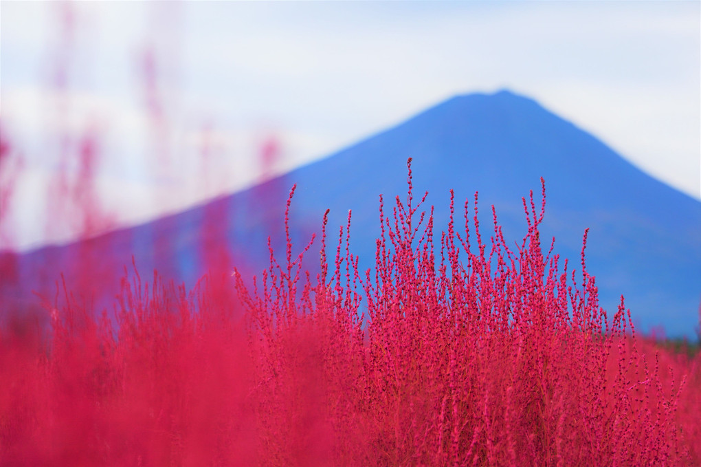 富士山とコキア！