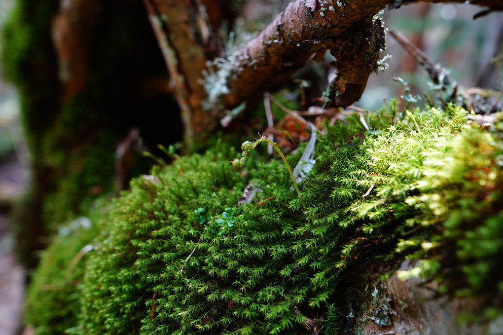 苔の森を見に白駒池へ！PartⅡ