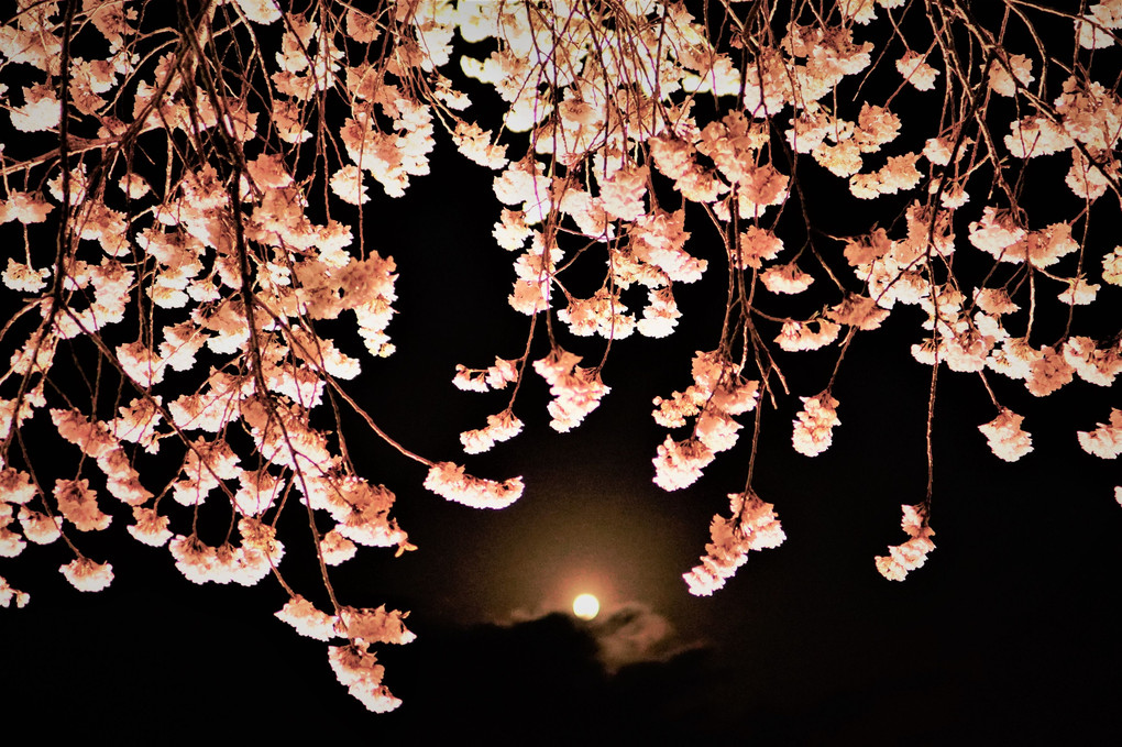 月と桜！