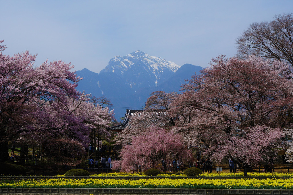 山と桜Ⅱ！