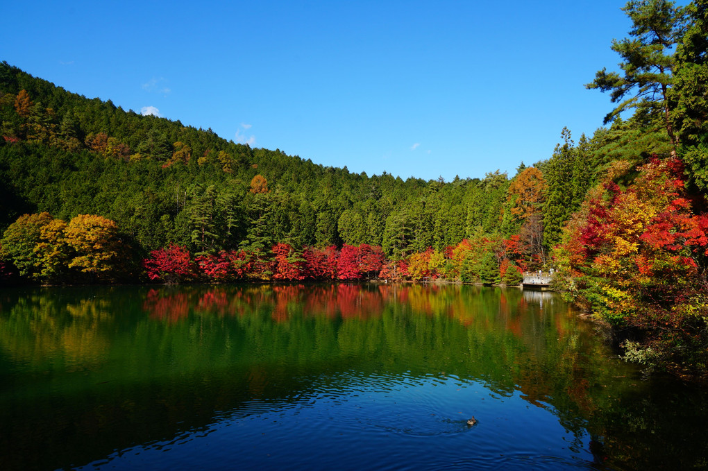 今年も来ました伊奈ヶ湖の紅葉！