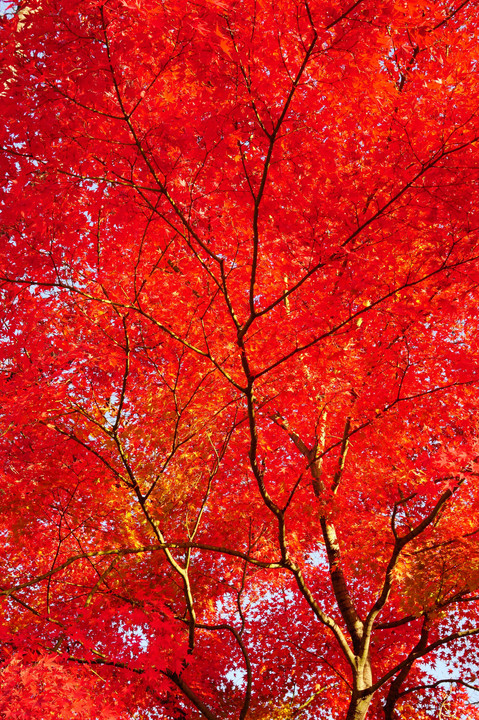 まだまだ紅葉頑張ってます！