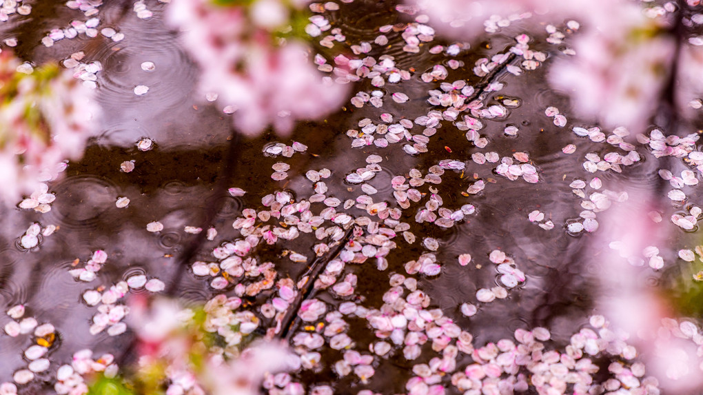 桜の雨