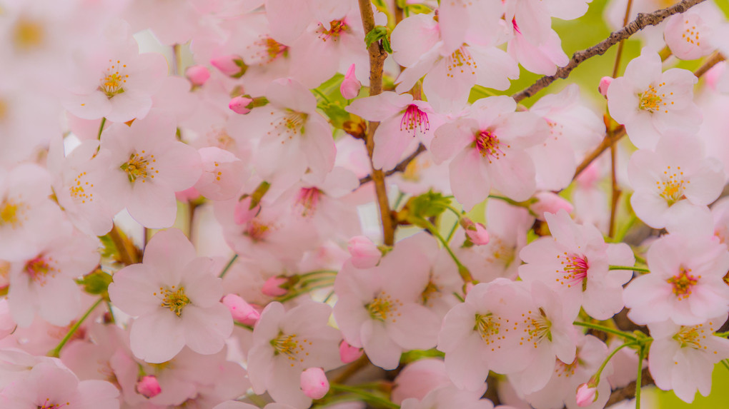 sakura