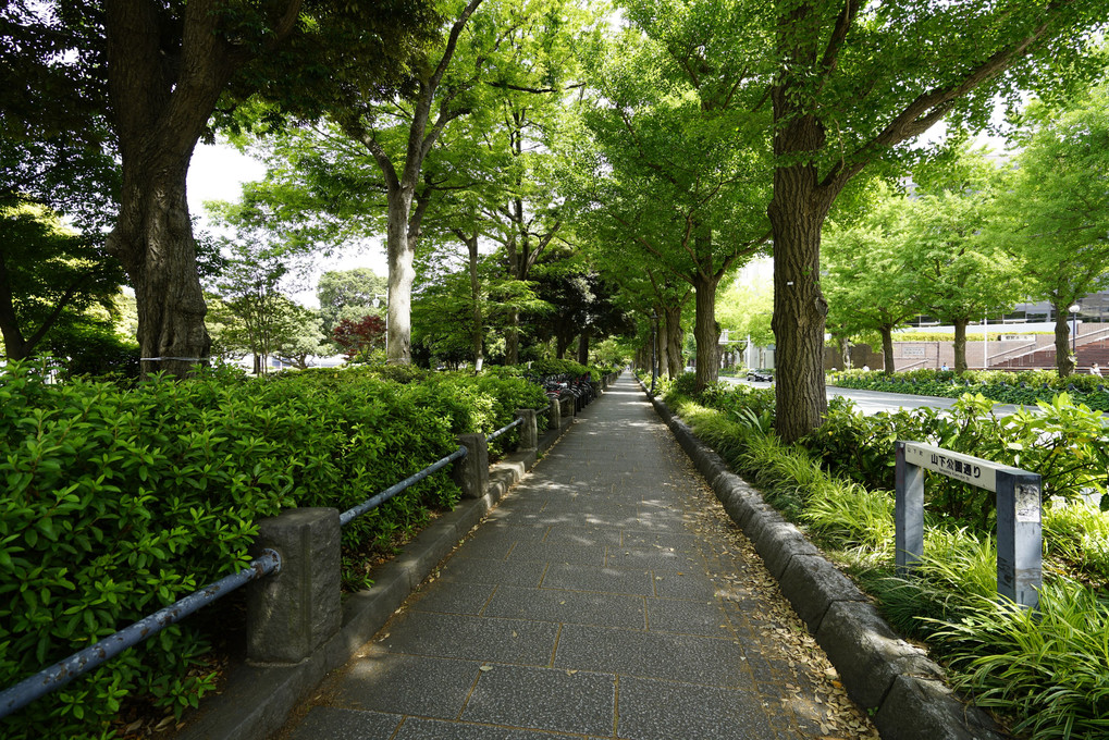 YOKOHAMA　山下公園界隈