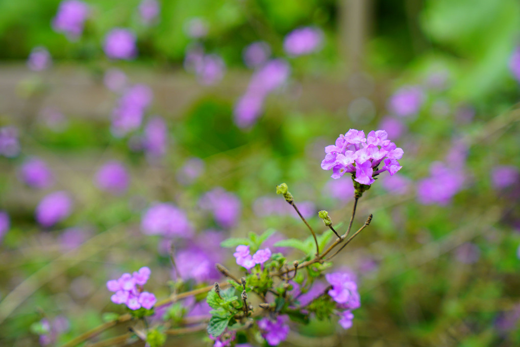 寝姿山から早めの紫陽花など