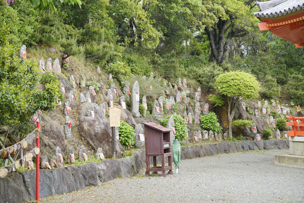 寝姿山から早めの紫陽花など