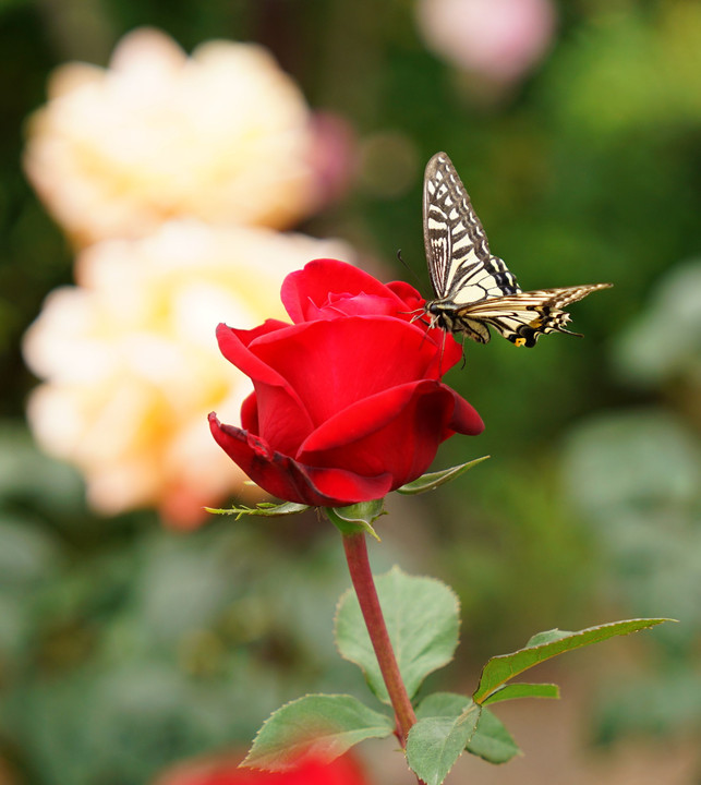 5月の花