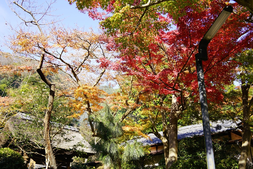 円覚寺２０１９冬