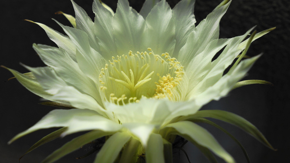 サボテンの花