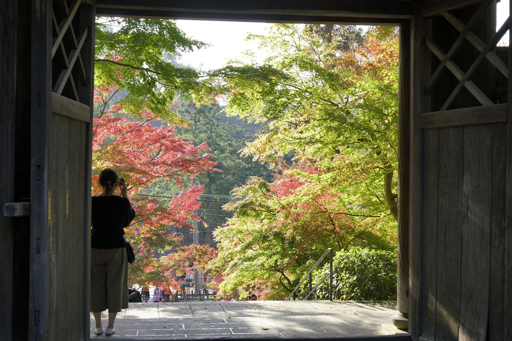 円覚寺紅葉