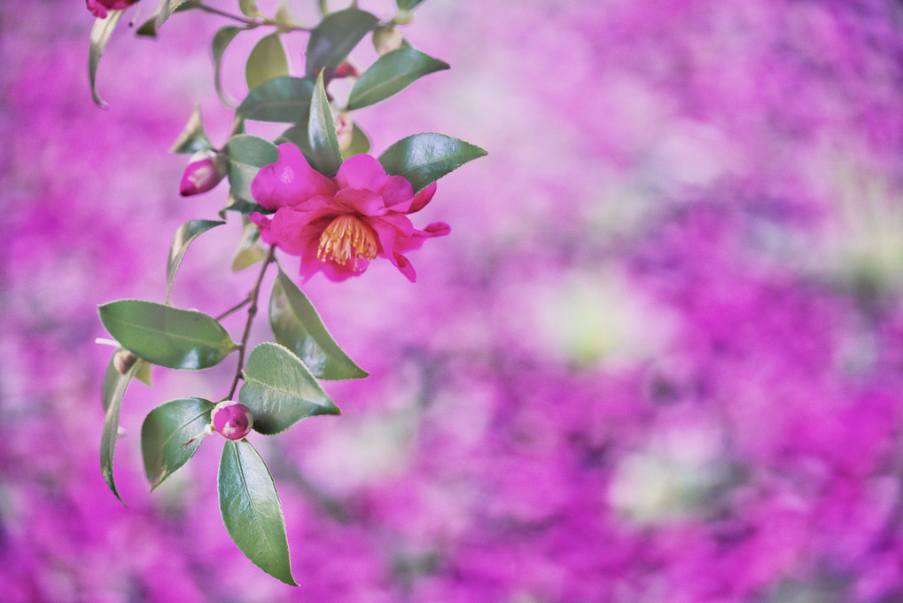 山茶花の絨毯