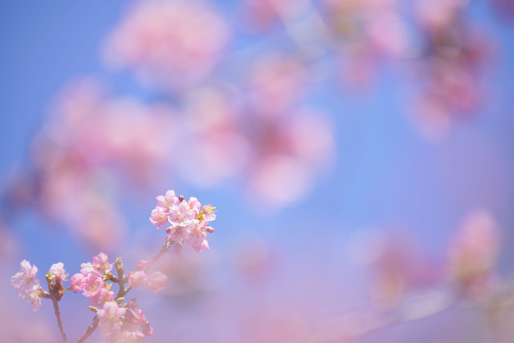 春色ピンク～河津桜