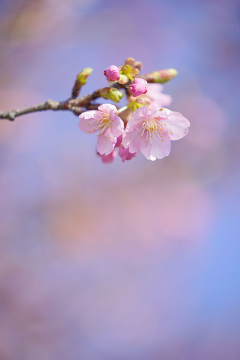 春色ピンク～河津桜
