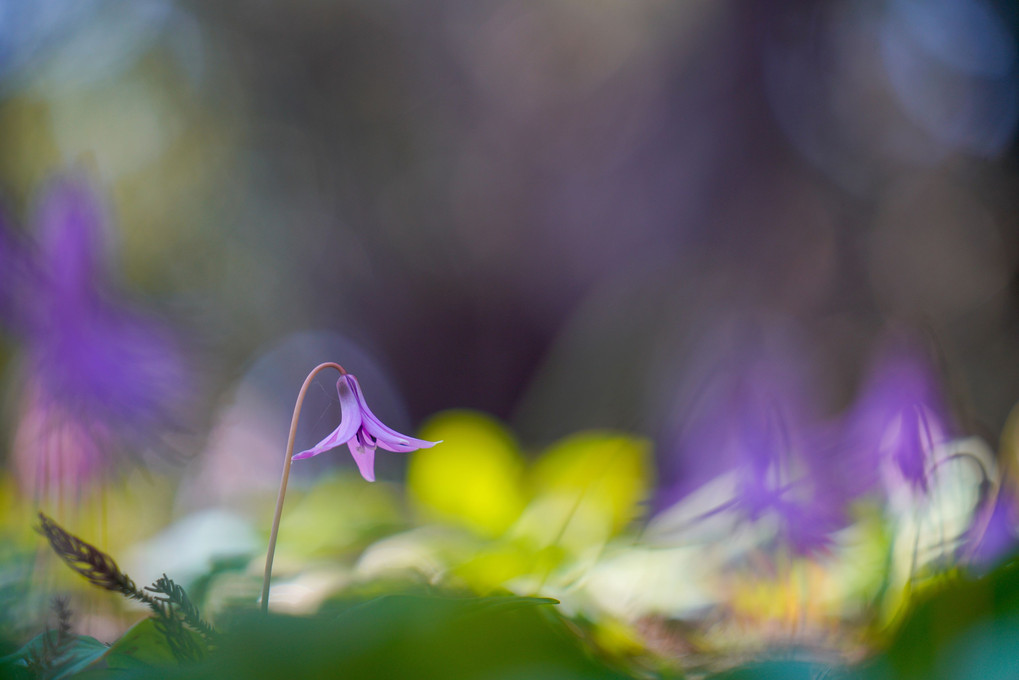 Spring fairies