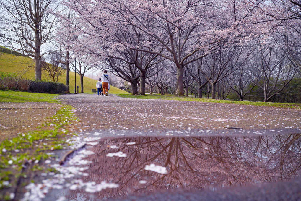 雨上がり～桜の散歩道