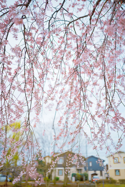 枝垂れ桜の風景