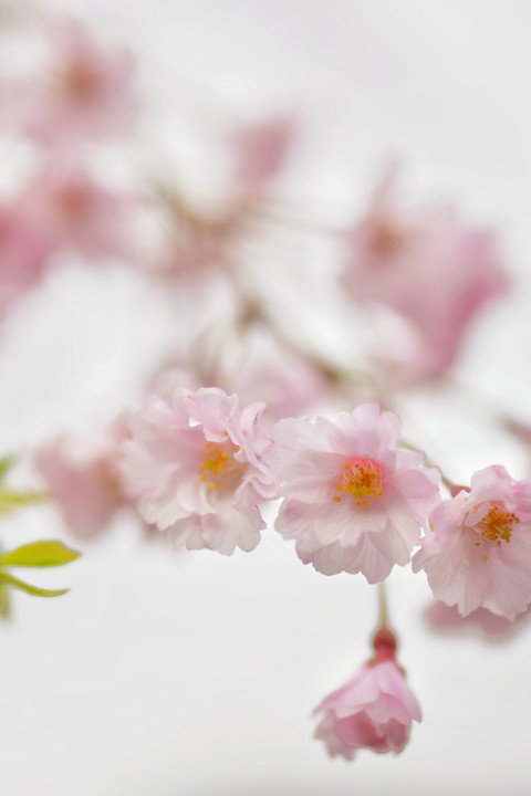 Close-up 枝垂れ桜