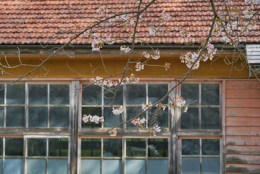 零れ桜の風景 2023～廃校を訪れて