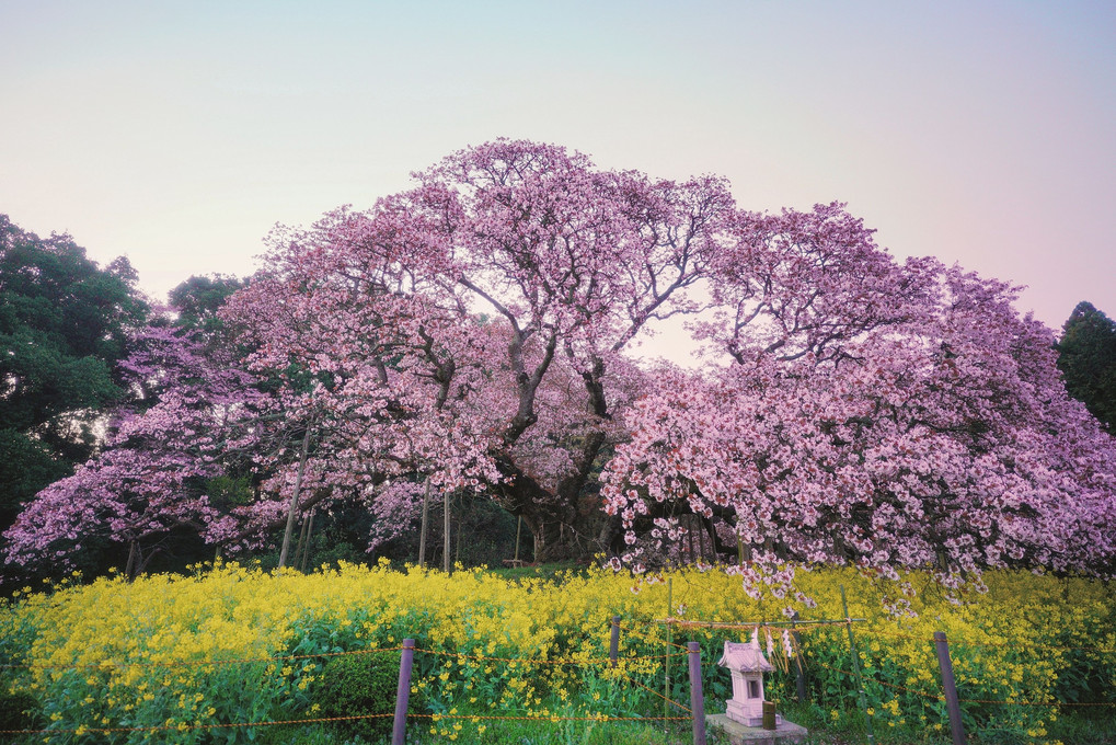 吉高の大桜 2023