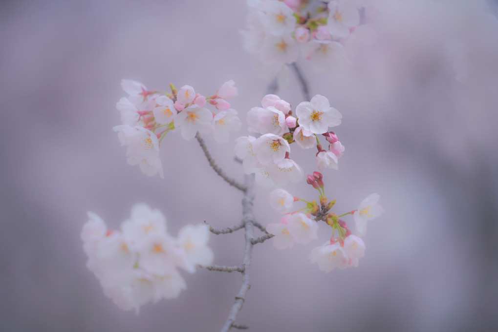 桜～曇り空の下で
