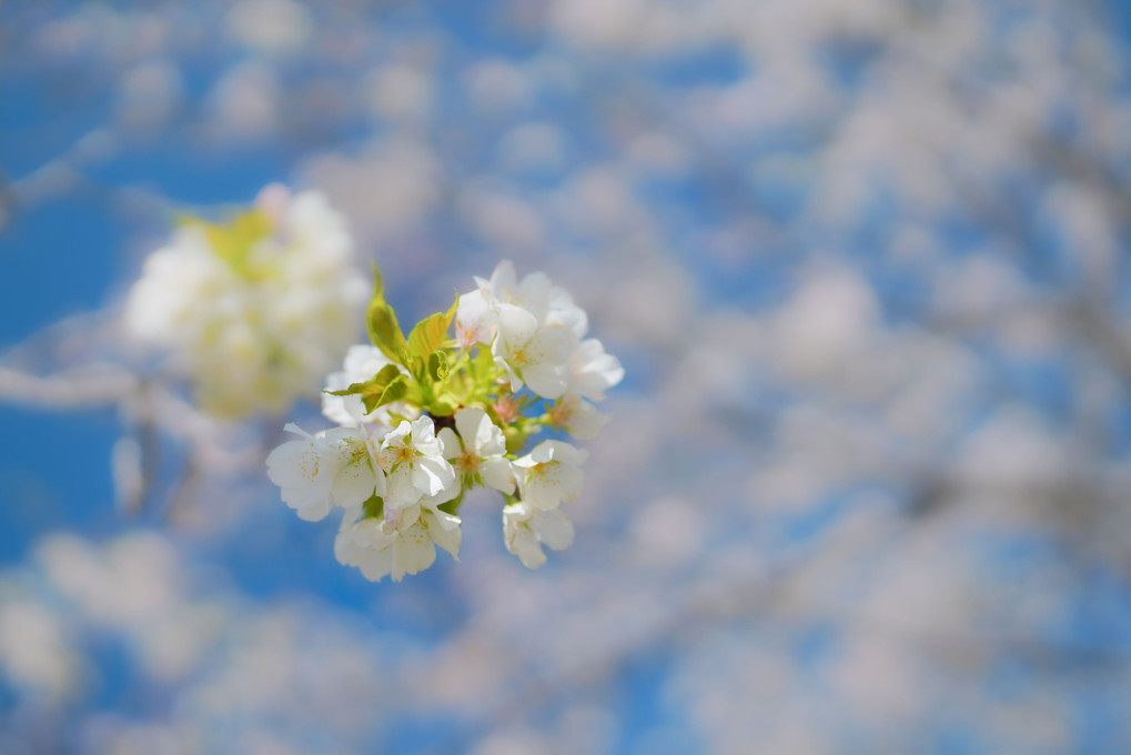 青空に咲き誇る桜