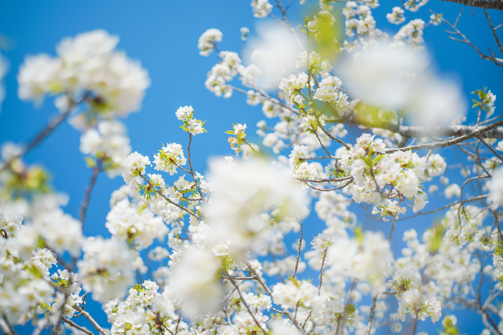 青空に咲き誇る桜