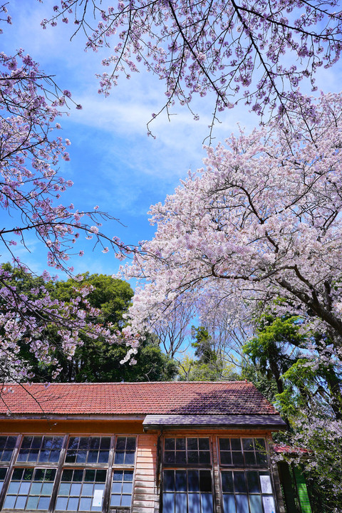 零れ桜の風景