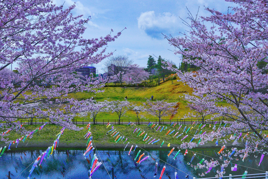 桜と鯉のぼりの風景