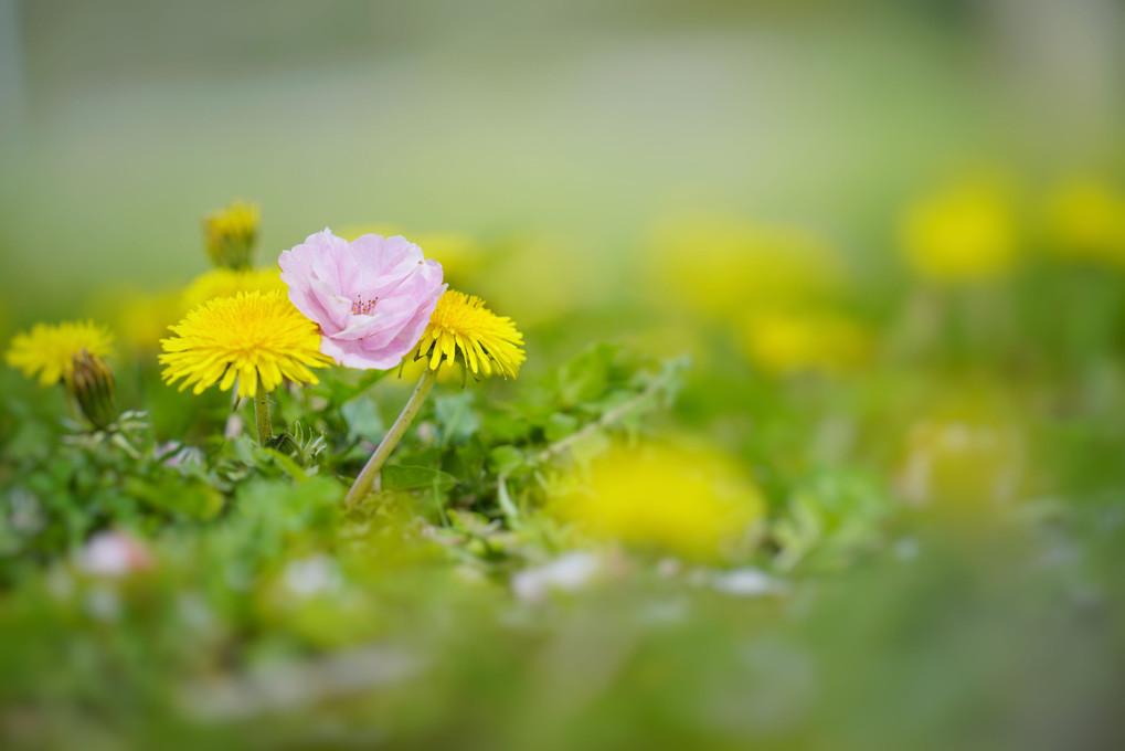 蒲公英の上に落ちた八重桜