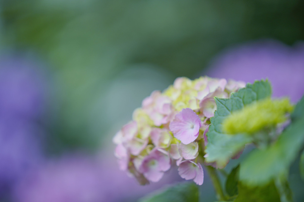 紫陽花 ～ ピンク編