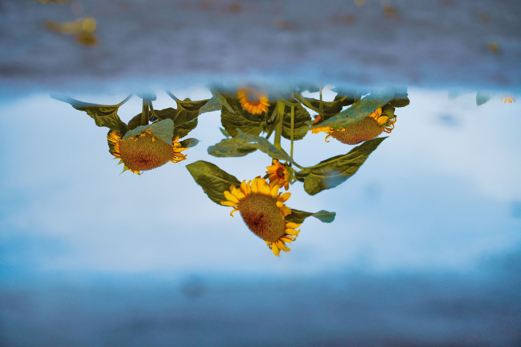 水鏡に映る向日葵