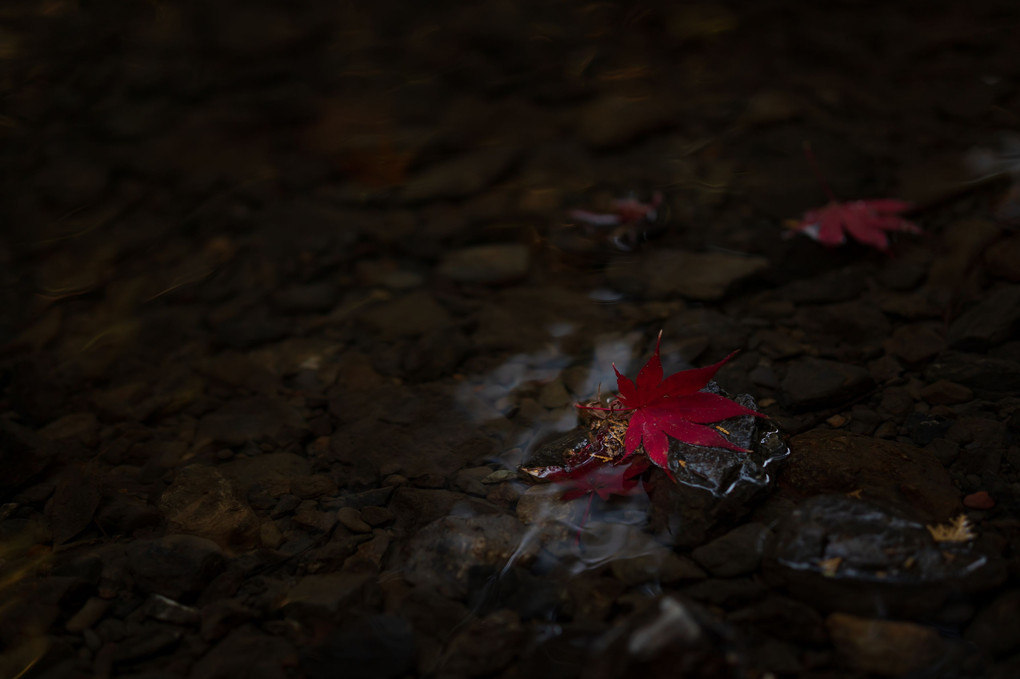 小國神社の紅葉 ～落葉～