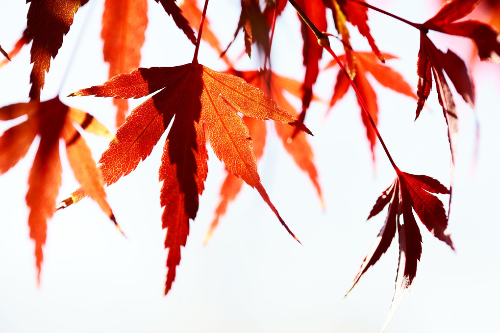 晴天の中の紅葉