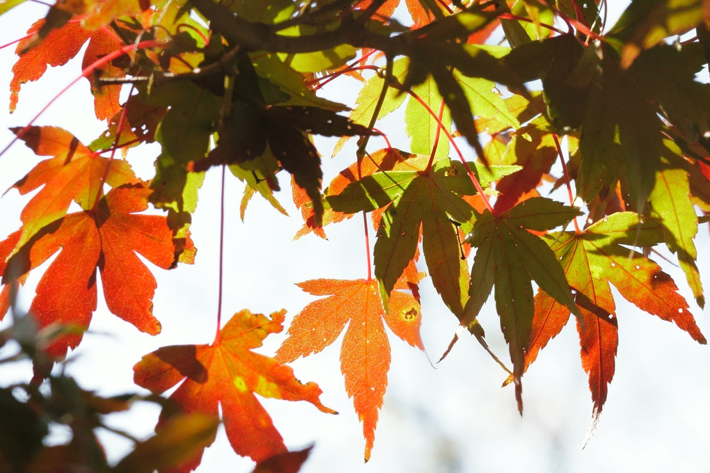 晴天の中の紅葉