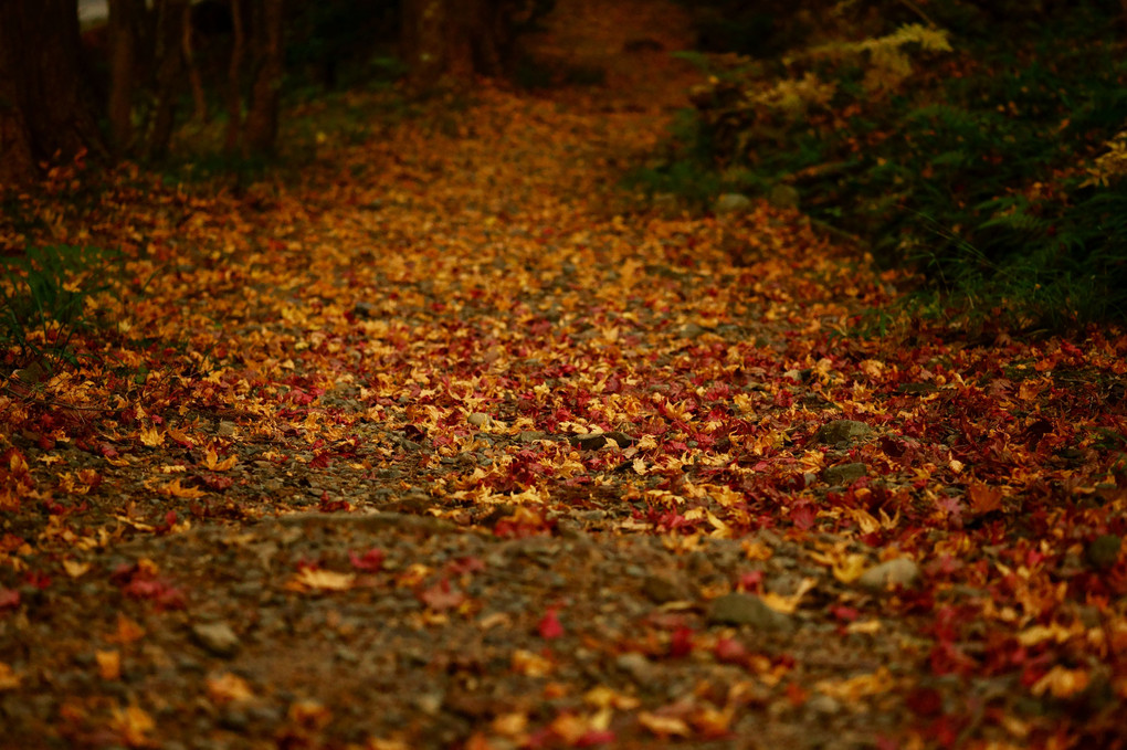 小國神社の紅葉狩り①