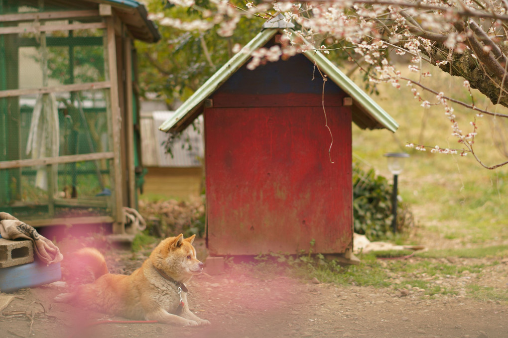 豊岡梅園の番犬