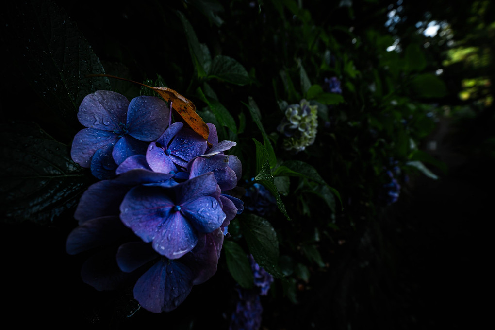 秋葉公園の紫陽花②
