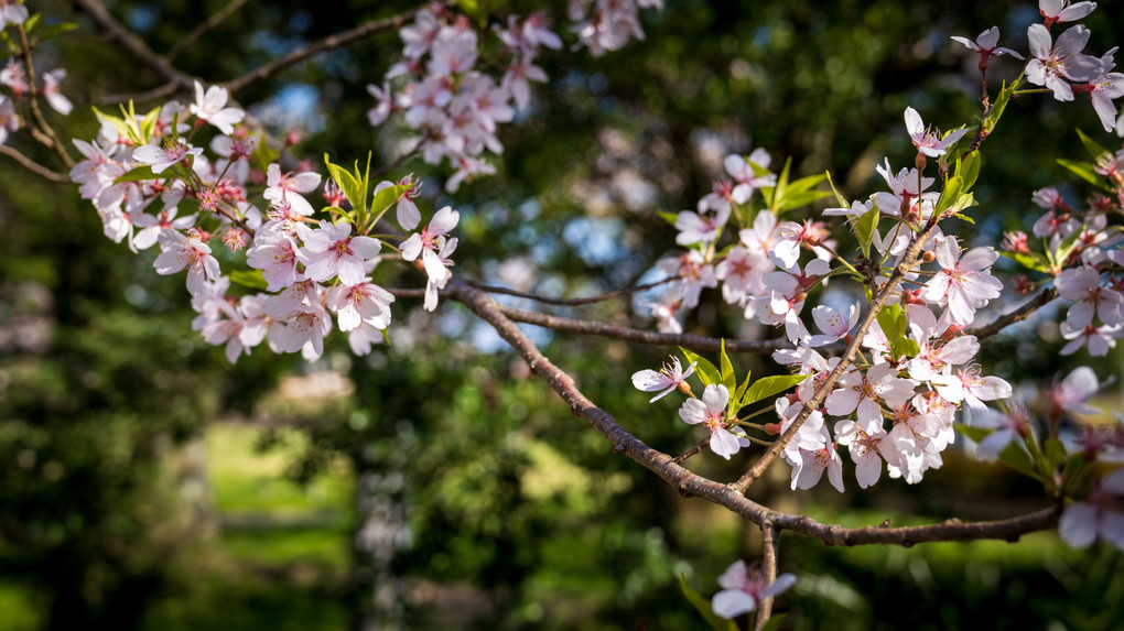 薬師堂×桜