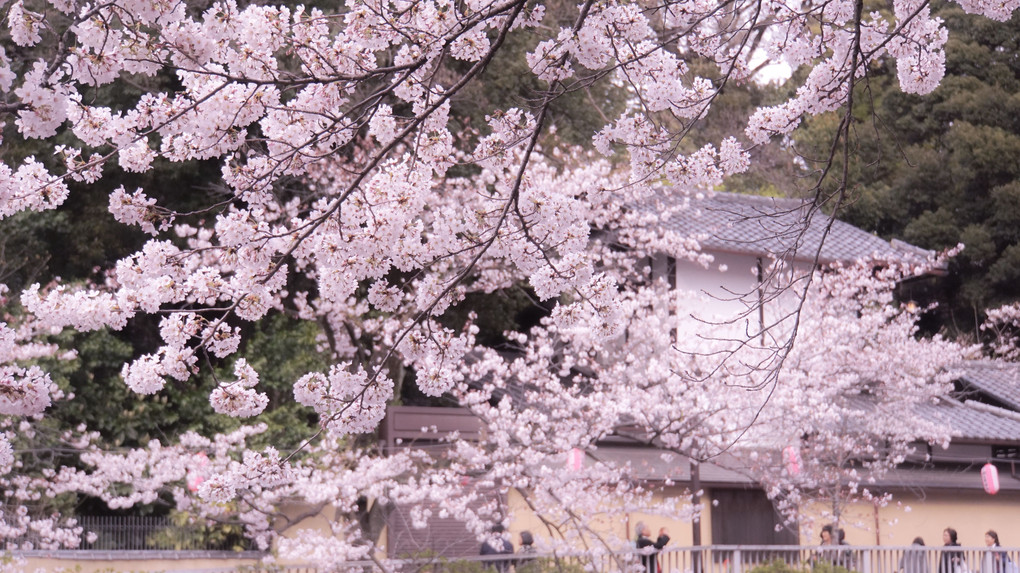 江戸川公園×散歩×桜
